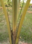 Cocos nucifera var. 'Puang tong' = Groupe dor�'