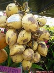 Cocos nucifera var. 'Puang tong' = Groupe dor�'