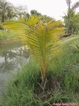 Cocos nucifera var. 'Si suk' = Couleur fonc�e
