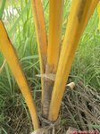 Cocos nucifera var. 'Si suk' = Couleur fonc�e