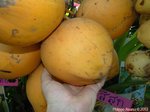 Cocos nucifera var. 'Si suk' = Couleur fonc�e