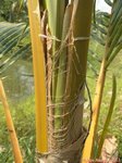 Cocos nucifera var. Hawaiian tall
