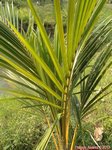 Cocos nucifera var. Hawaiian tall