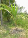 Cocos nucifera var. golden yellow�* 'Kao Lak'