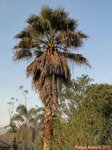 Washingtonia robusta� 