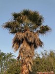 Washingtonia robusta� 