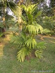 Areca concinna 