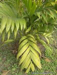 Areca concinna 