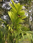 Areca concinna 