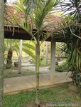 Areca catechu variegata� 