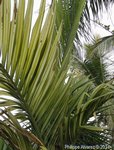 Areca catechu variegata� 