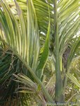 Areca catechu variegata� 