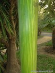 Areca catechu variegata� 