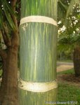 Areca catechu variegata� 