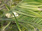 Areca catechu variegata� 