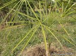 Coccothrinax fragrans 