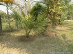 Sabal minor 