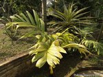 Areca catechu var. alba 