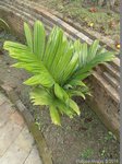 Areca catechu dwarf 'Esan'