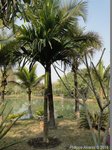 Areca catechu dwarf : Hybride * Vari�t� dwarf du Cambodge X * dwarf Tha�lande