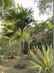 Areca catechu dwarf : Hybride * Vari�t� dwarf du Cambodge X * dwarf Tha�lande