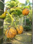 Areca catechu dwarf : Hybride * Vari�t� dwarf du Cambodge X * dwarf Tha�lande
