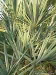 Serenoa rupens silver-blue form�