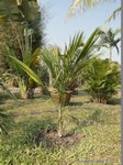 Syagrus amara 
