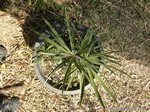 Hemithrinax ekmaniana * ex Thrinax � ekmaniana