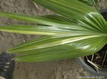Livistona chinensis variegata 