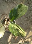 Caryota mitis variegata