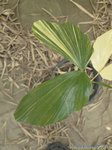 Caryota mitis variegata
