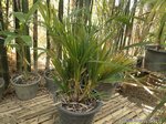 Dypsis lutescens cv Viroj
