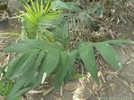 Chamaedorea stolonifera