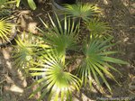 Coccothrinax barbadensis