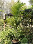 Areca montana hybride ? 