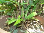 Reinhardtia gracilis clumping 