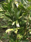 Reinhardtia gracilis clumping 