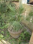 Chamaerops humilis