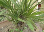 Chamaerops humilis