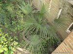 Chamaerops humilis