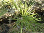 Trachycarpus fortunei