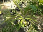 Chuniophoenix hainanensis�