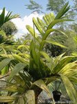 Areca catechu var. alba 