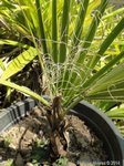 Washingtonia filifera 