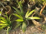 Sabal mauritiiformis��