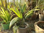 Sabal mauritiiformis��