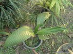 Pritchardia molokai dwarf blue form * = P. hillebrandii dwarf blue form