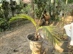 Areca vestiaria 'yellow leaf form'