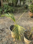 Areca vestiaria 'yellow leaf form'